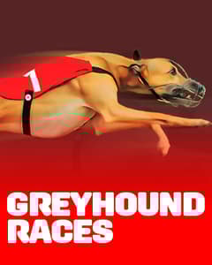 Greyhound Races